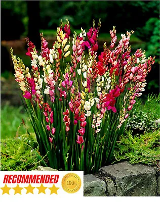 Ixia Corn Mixed Lilies Bulbs/corms Hardy Perennial Gardenpots Summer Flowering  • £4.49