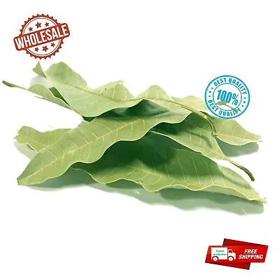 Dried Mango Whole Leaves Organic For Tea Homemade From 100% Ceylon Pure Natural • £182.03