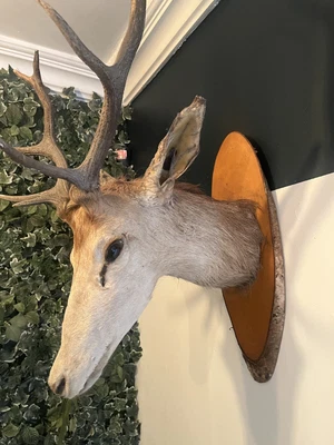 £100 • Buy Large Taxidermy Deer Head Antlers Wall Mount