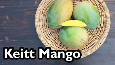Big (30  40 ) Grafted Mango Keiit (Mangifera) Live Tropical Fruit Tree • $94.49