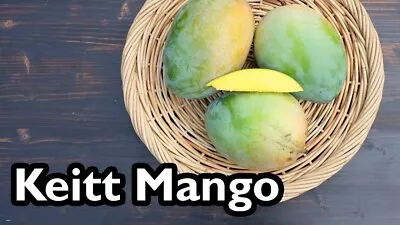 Grafted Mango Keiit (Mangifera) Live Tropical Fruit Tree (12 -24 ) • $70.19