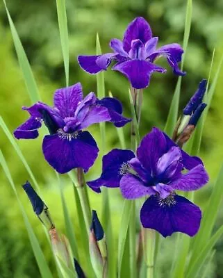 £3.50 • Buy  Iris Sibirica Blue Swamp Boggy Pond Border Slim Hardy Perennial For Cut Flowers