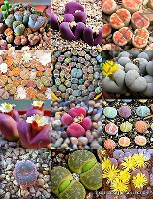 $9.99 • Buy COLOR LITHOPS MIX Succulent EXOTIC Living Stones Desert Rock Seed Plant 30 SEEDS