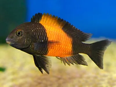 Tropheus Bemba Orange Tanganyika Cichlid Tropheus Bemba Orange 4cm • £20