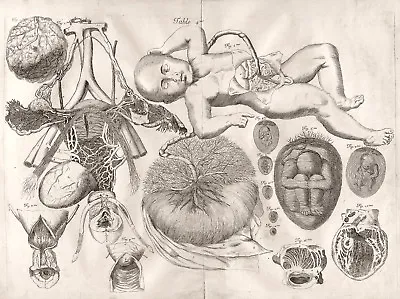 1678 AME BOURDON Female Reproductive Organs Anatomy Drawing NEW Fine Art Print  • $6.99