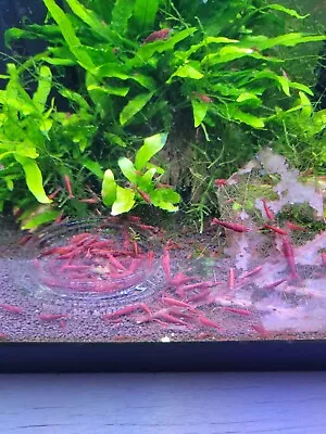 15+3(DOA) Fire Red Cherry - Freshwater Neocaridina Shrimp. Live Guarantee • $37.50