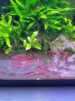 5+1Fire Red Cherry & 5+1 Blue Dream Neocaridina Aquarium Shrimp. Live Guarantee • $32.50