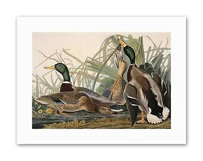 BIRD AUDUBON MALLARD DUCK Painting Canvas Art Prints • $18.99