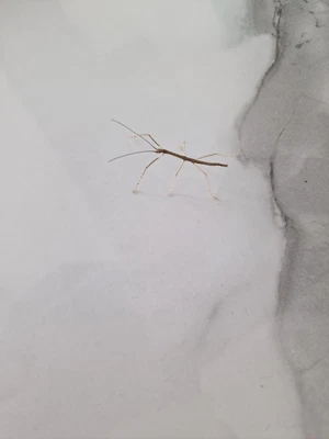 £20 • Buy Budwing Stick Insect Nymphs X10 Livefood