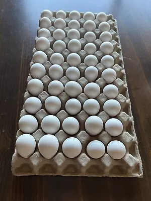 25 Bobwhite Quail Hatching Eggs $25 • $25