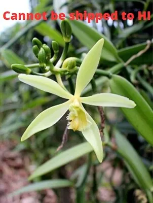 Planifolia Vanilla Orchid Plant Bean Vine Flowering 6-8  Tall 4  Pot • $109.95