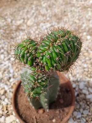 TPM X Sike O Nought Crested Cactus Graft • $45