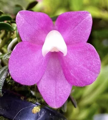 Dendrobium Agathodaemonis MAGENTA WHITE LIP Rare Color Morph Miniature Orchid • $149.99