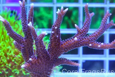Marine Coralseriatopora Spseriatopora HystrixPurple PolypsLarge Frag • £12.99