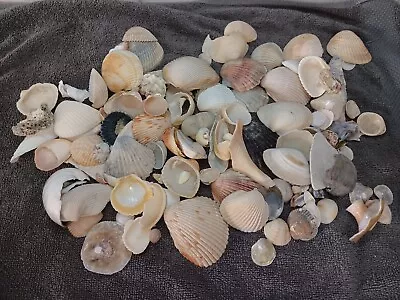 Mixed Lot Of Sea Shells Clam Natural Real US East Coast NC Georgia 1.5lb Decor • $17.99