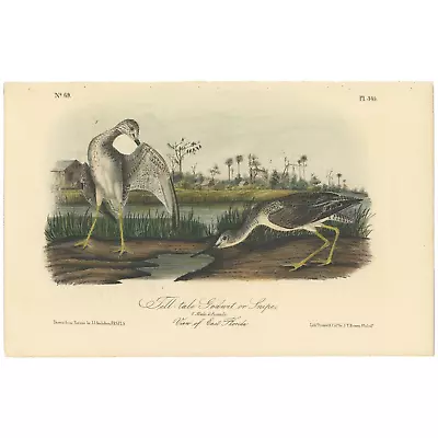 Audubon Birds Octavo 2nd Ed 1856 H/c Lithograph Pl 345 Tell-tale Godwit Or Snipe • $65.98