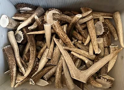 CHEAPEST ONE (1) Pound ELK Antler Tips Tines Crafts - All Grades  4 - 5  • $24.90