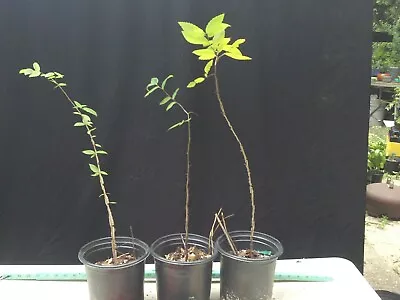 Winged Elm Pre-bonsai Stock (one Plant) • $16