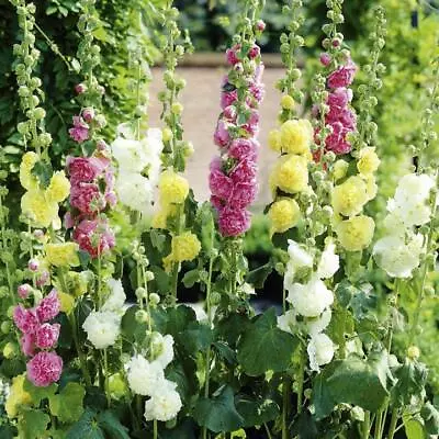 Hollyhock Chaters Double Mixed Pretty Hardy Perennial Sow Feb-Oct 120 Seeds • £4.27