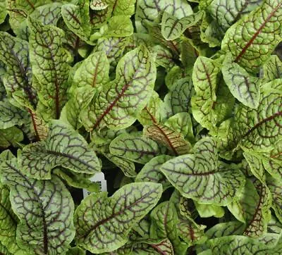 £1.50 • Buy Sorrel 'Red Veined' - 500 Seeds - Rumex Acetosa