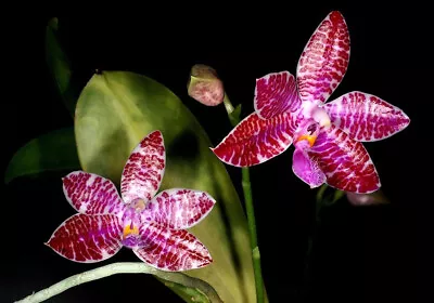 $43 • Buy MOS. Orchid Species Phalaenopsis Lueddemanniana