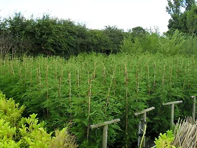 10 X 7ft Quality X LARGE Leylandii Hedging BIGGER 10LT POT DELIVERED • £344.99