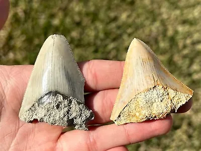 Indonesian Megalodon Teeth LOT OF 2 Natural Fossil Shark Tooth Indonesia Meg • $49.99