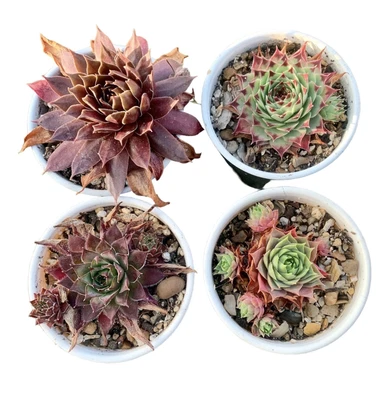 Sempervivums Bundle • £8.50