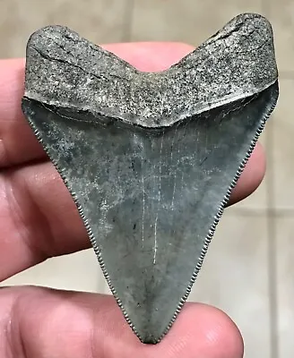 FAAAABULOUS - S.W. FLORIDA LAND FIND - 2.6” X 2.01” Megalodon Shark Tooth Fossil • $89