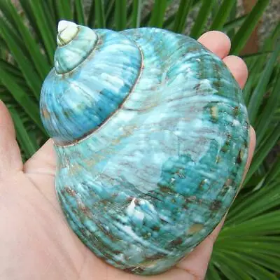 Green Turbo Natural Rare Real Sea Shell Conch Aquarium Home Decor Fast5 • $7.91