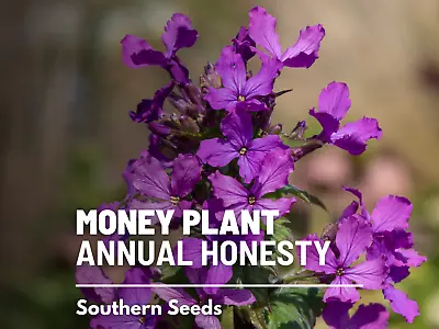 Money Plant - Annual Honesty - 20 Seeds - Natural Air Purifier - Fragrant Flower • $1.95