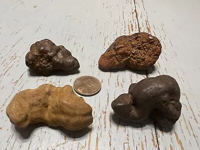 $40 • Buy Lot 4 COPROLITE Fossilized Miocene Poop Specimen Fossil Turtle Dung WASHINGTON