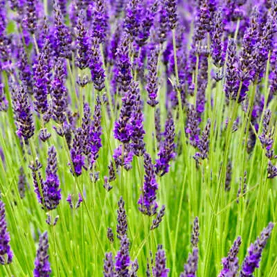 Lavender - LAVANDULA X Intermedia 'Grosso' - Fat Lavender • £12.45