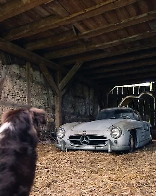 Mercedes-Benz 300SL Barnfind Dog 8x10 Print Poster Beautiful Art Sports Car Gift • $24.98