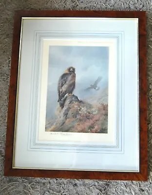 £150 • Buy Early 20th/C Signed Coloured Print  Golden Eagle  By Archibald Thorburn