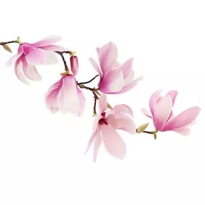 Magnolia (Champaca) • $90.90