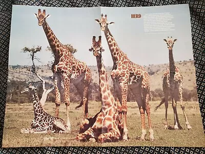 Rare Vintage 1986 National Wildlife Federation Poster 19  X 14.5  Herd & Colony • $6.47