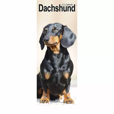 Dachshund Slim Calendar 2024 - Dogs - Month To View • £6.48