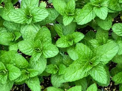 £1.89 • Buy Mint Seeds Grow Your Own Herbs Simply Garden