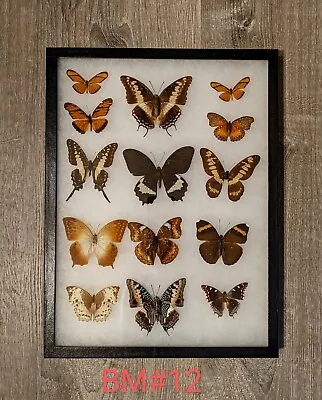Antique Taxidermy Butterfly Mount Decor #BM12 • $55