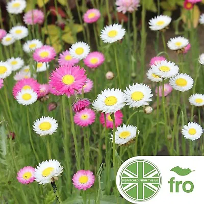 Flower - Paper Daisy Seeds - 400 Seeds - Giant Flowered Mix - FREE DELIVERY • £2.99