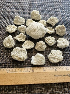 $13.99 • Buy Dried Brain CORALS Fossil Beach Ocean Sea Reef Fish Tank Aquarium Decoration