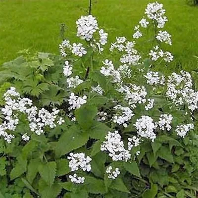 Money Plant- White-(Lunaria Biennis)  - 50 Seeds-    - BOGO 50% Off SALE • $3.79