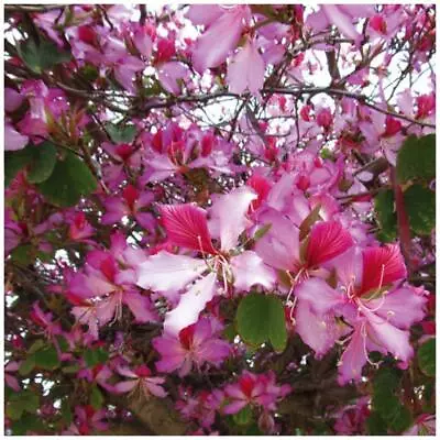 Bauhinia Hawaiian Orchid Tree Seeds. Exotic Pink Purple Butterfly Flower Tree • $7.95