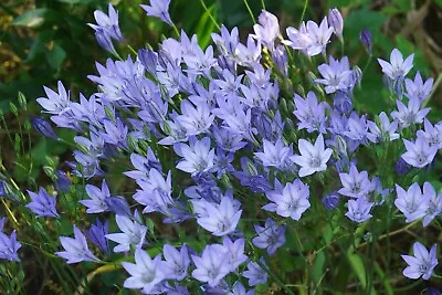 20 Triteleia Laxa Corrina Spring Summer Flowering Bulbs Garden Blue Bell Flowers • £4.99