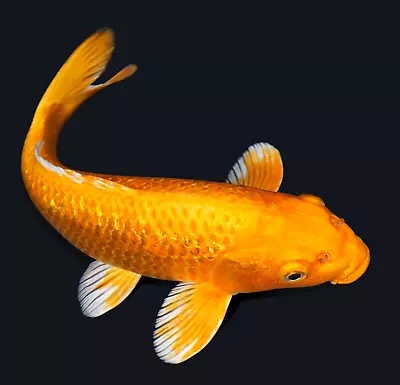 Live Koi Fish 11-12  Gin Rin Orenji Orange Ogon Female Koibay • $145