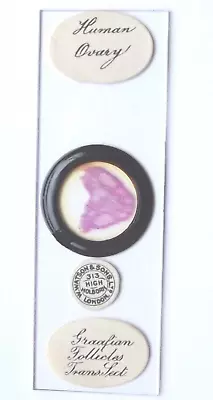 Microscope Slide [ Human ] Human Ovary { 3 X 1   } C1880 [ W WATSON ] • $35.37
