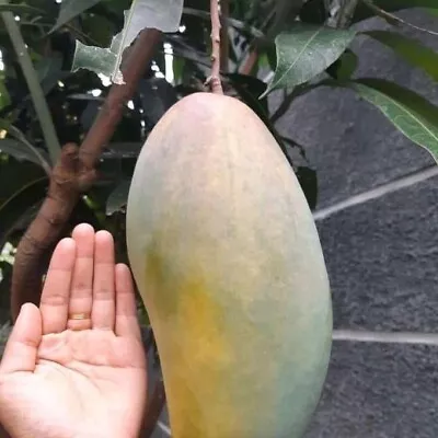 Dwarf Grafted Mango Kiojay Fruit Tree 100% Best Quality • $65