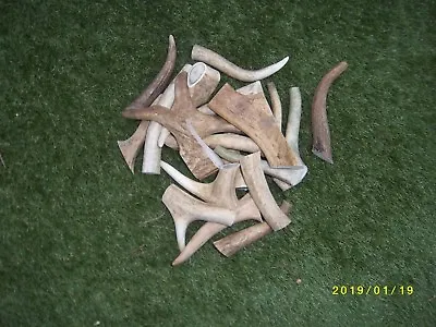 £5.49 • Buy Fallow Deer Antler Small Breed Pups, Toy Dog Chews. 25-38 Grams. 3 Pack REDUCED