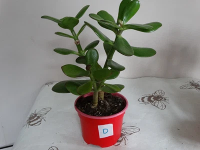 £6.29 • Buy Money Plant Jade Tree House Crassula Ovata 20 Cm Succulent Good Luck